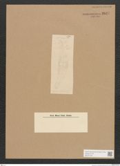 Diatomeae indet. Zeichnungen Sammlung Grunow Nr. 2847 (NHMW-BOT-W0370168)